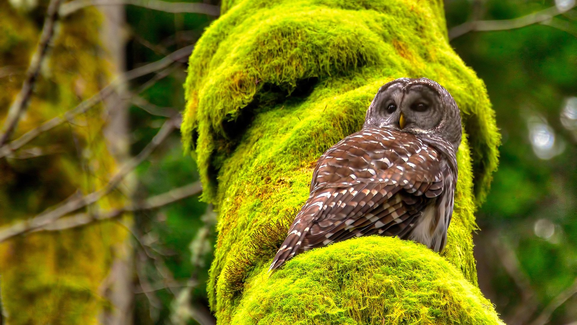 钢铁防线与高效进攻的完美协奏，范戴克统治全场，波兰战术轻取贝蒂斯