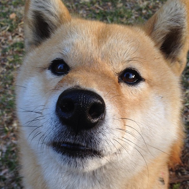 橙衣刺客，加克波在美加墨之夜点燃郁金香锋线