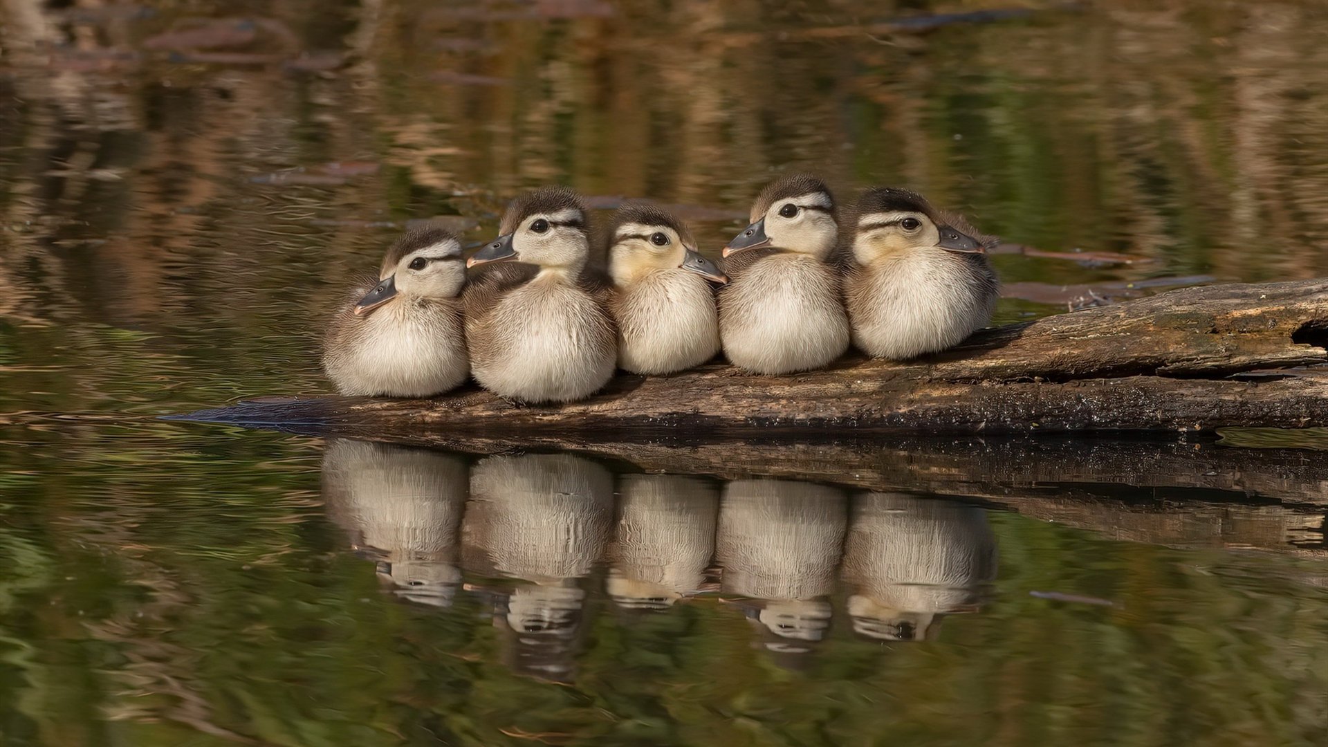 钢铁网覆盖绿茵场，伦纳德的美加墨世界杯防守启示录