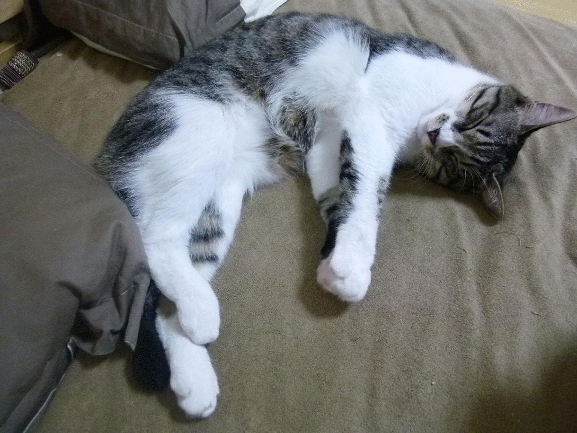 绝杀的艺术，当约基奇遇范弗利特，我们看见了胜利最真实的模样