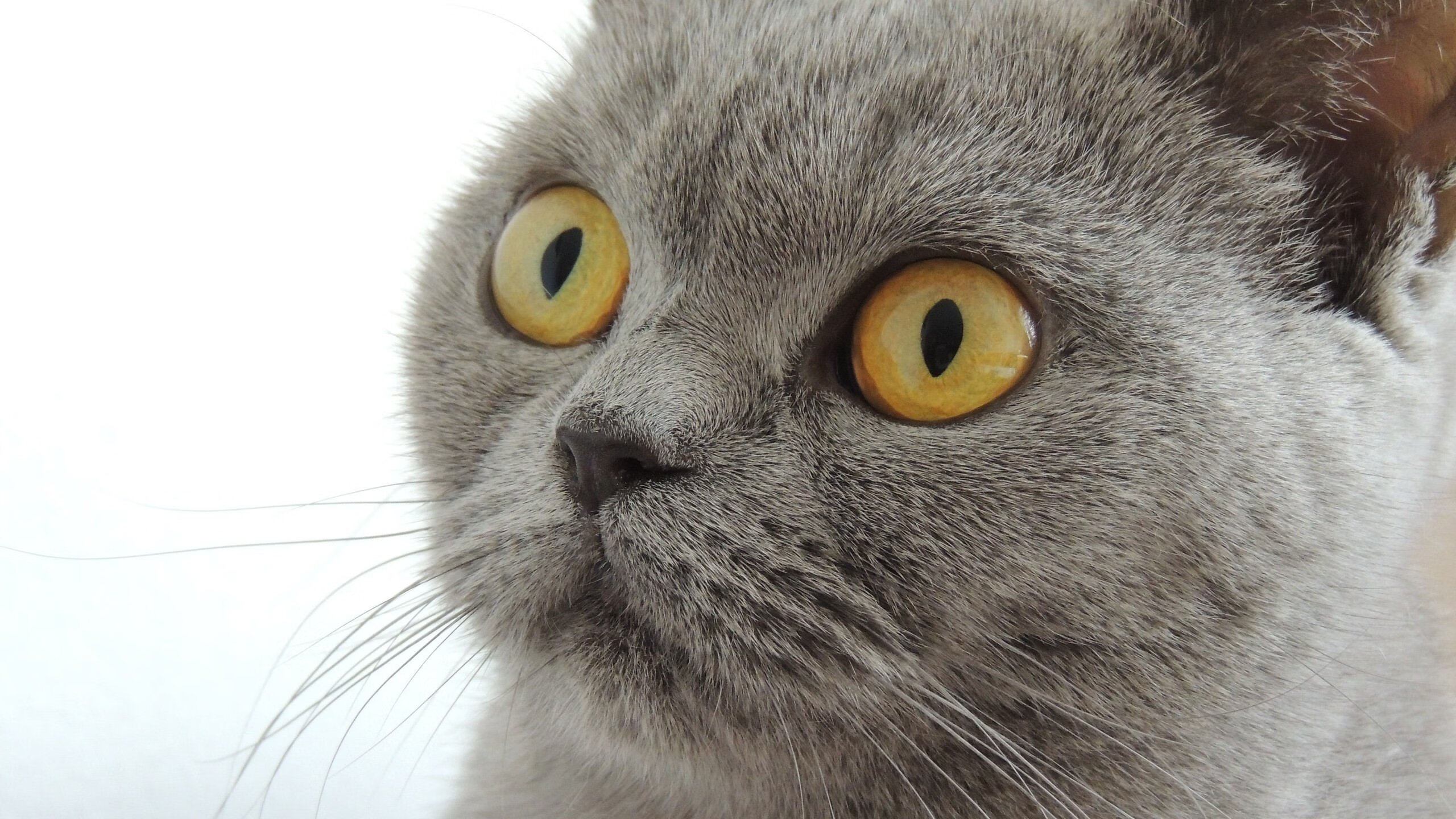 NBA总决赛之夜，新狼王咆哮，爱德华兹用汗水刻下里程碑