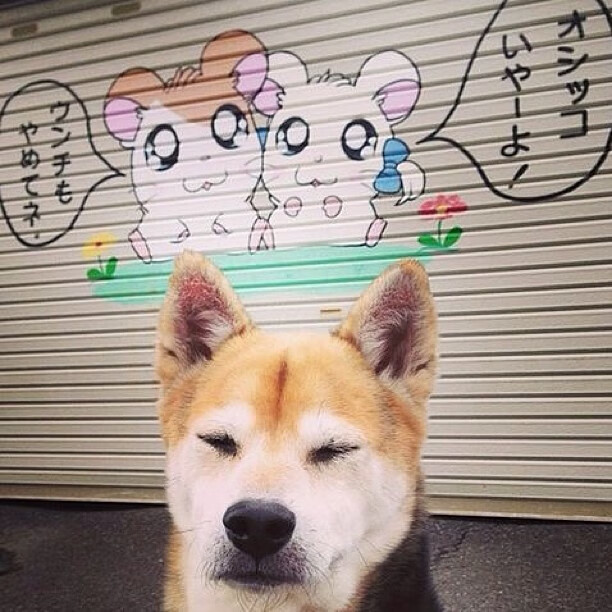 小贾伦达成得分里程碑，凯尔特人主场猎狼凯旋