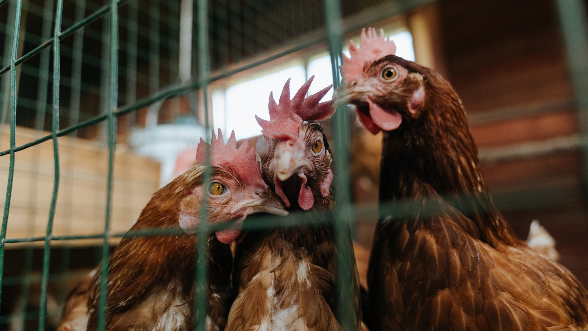 上海队18分速胜马刺引热议,切特德甲42分统治冠军战,同一个夜晚,两个世界