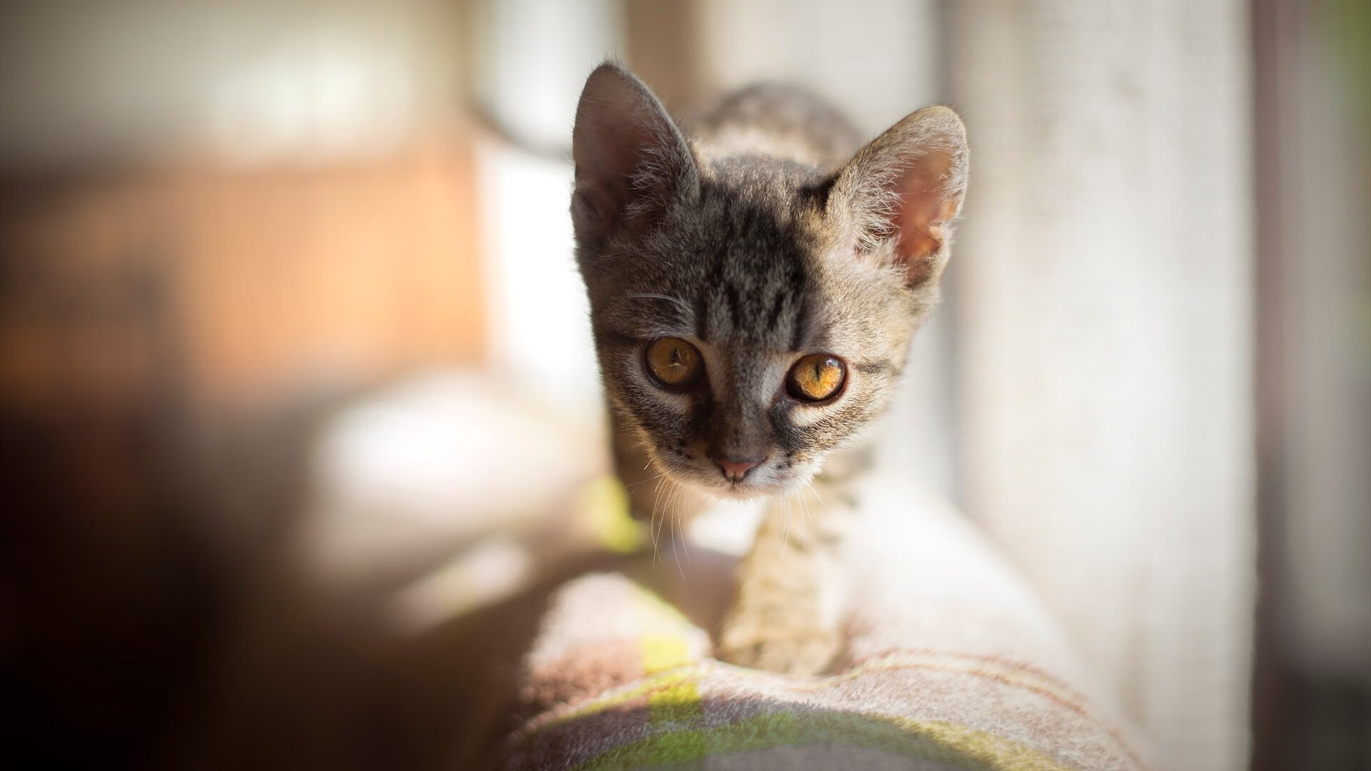 世俱杯改制-冰封北境，终迎破晓，西亚卡姆于世界排名之夜拔剑出鞘