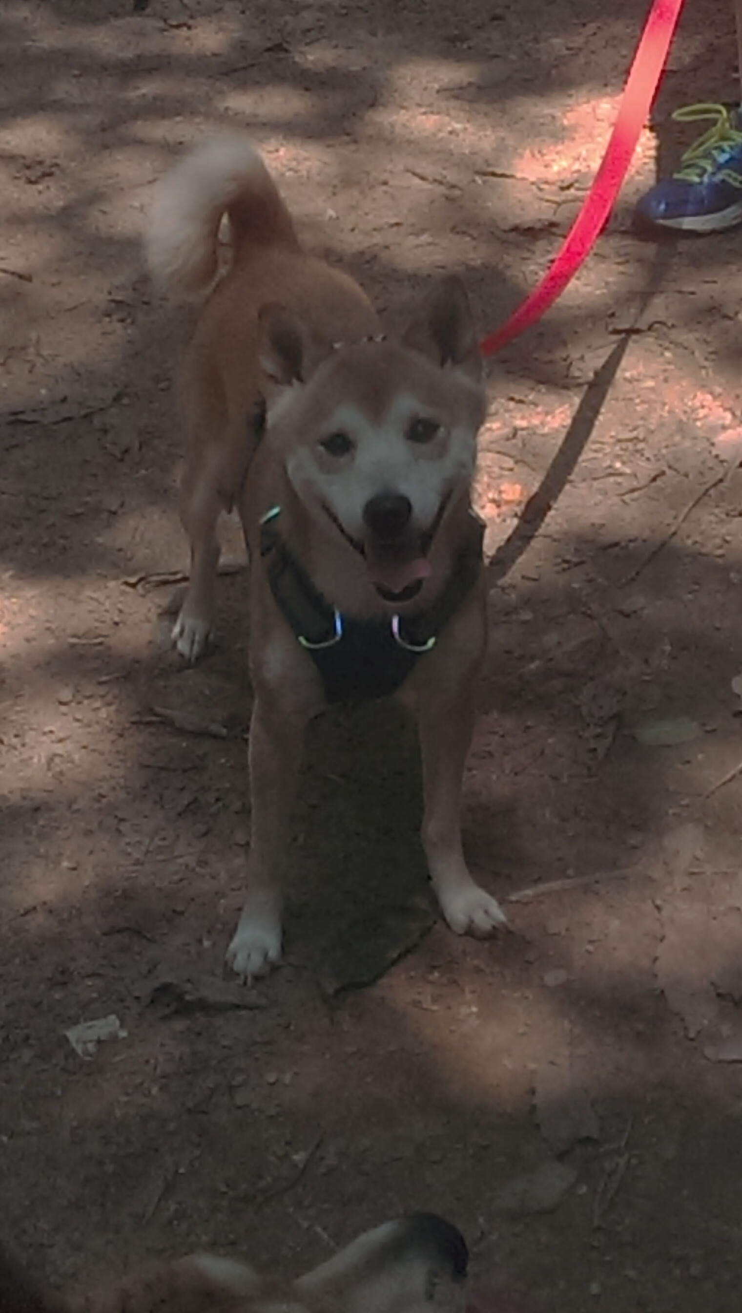 世俱杯时间-极速方程式与关键先生，当F1揭幕战遇上拉文的绝杀时刻