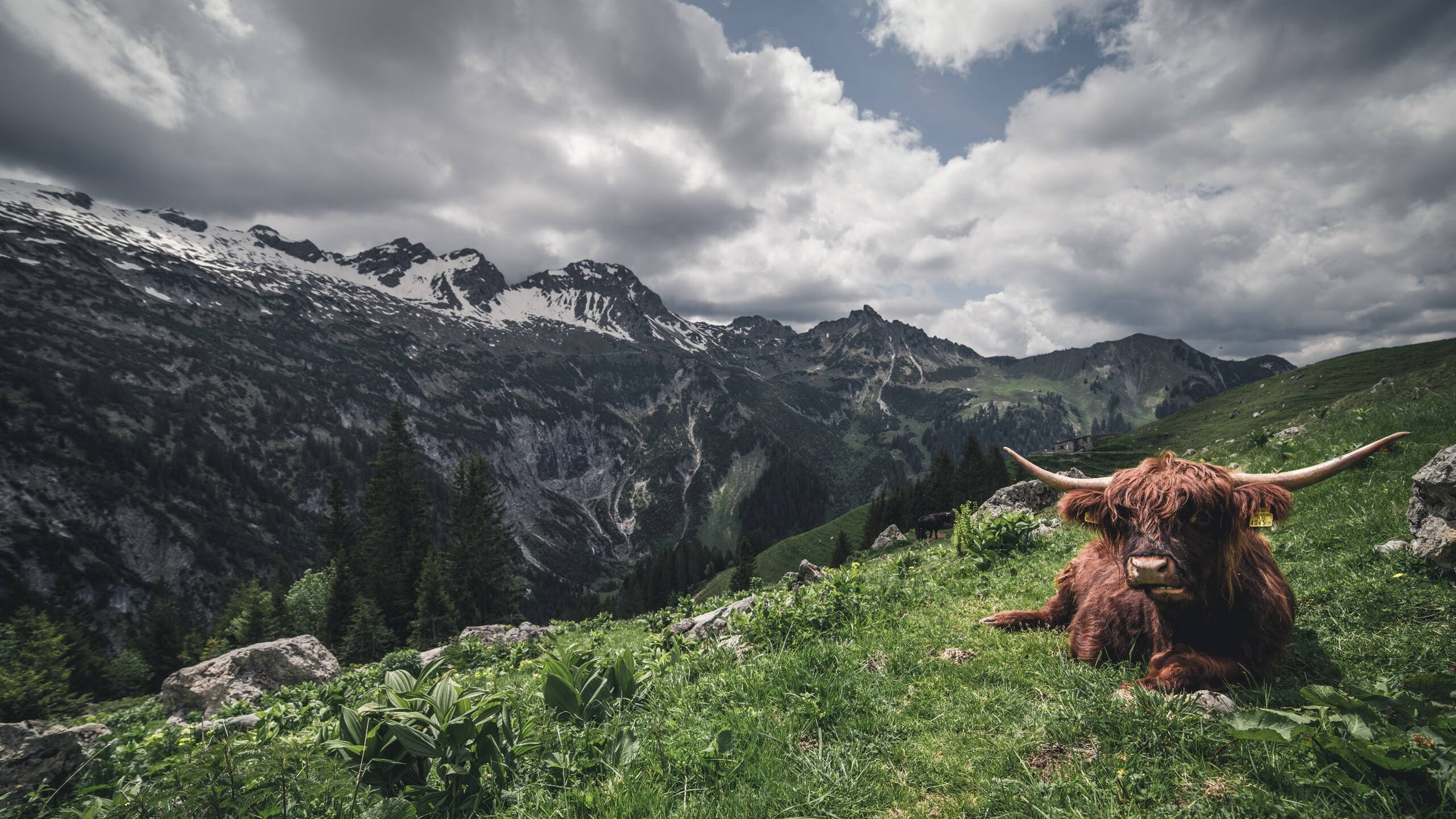 世俱杯赛程-摩洛哥对阵德国，奥亚尔萨瓦尔如黑色闪电彻底撕裂钢铁防线