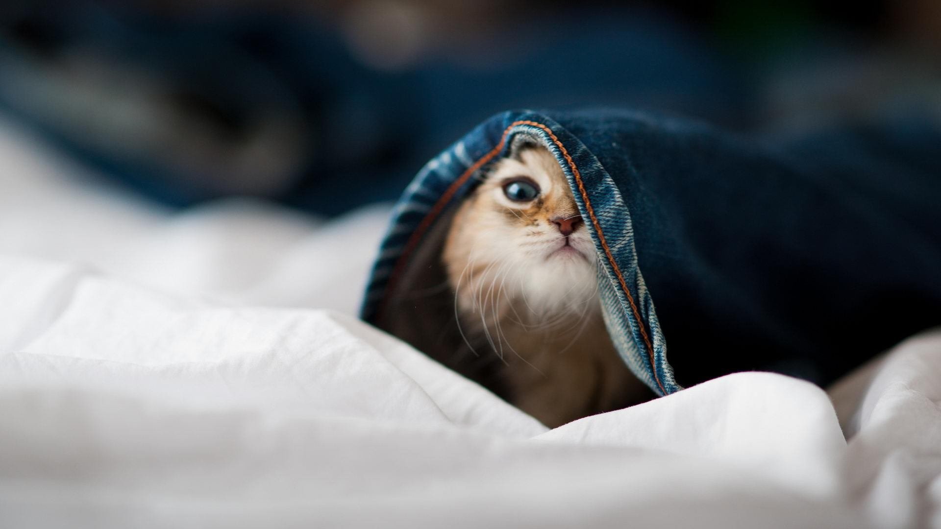 戈贝尔关键进球定乾坤，湖人单节火力全开击溃对手