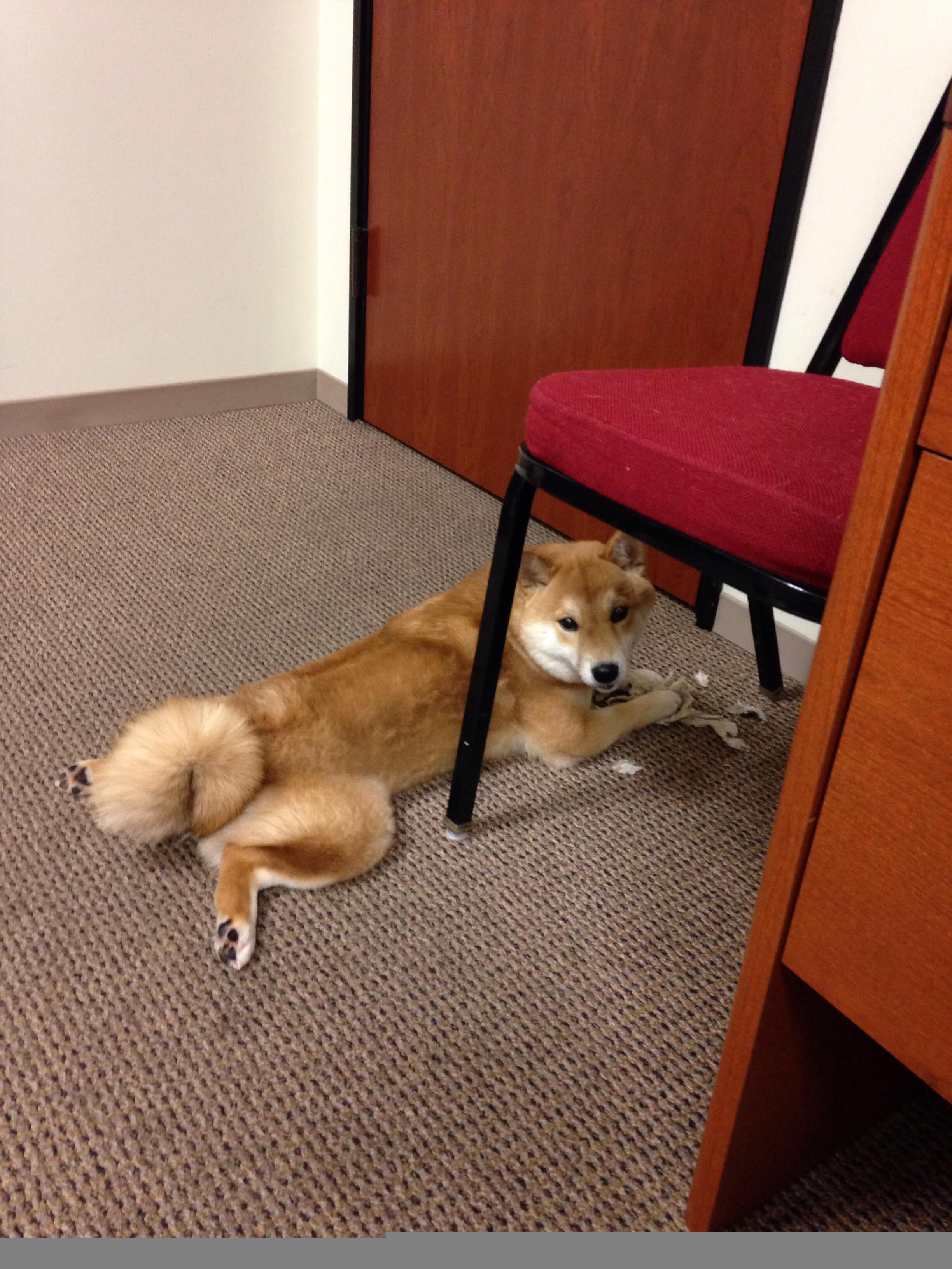 欧洲双雄的宿命对决，世界排名争夺战中的比利时与德国鏖战