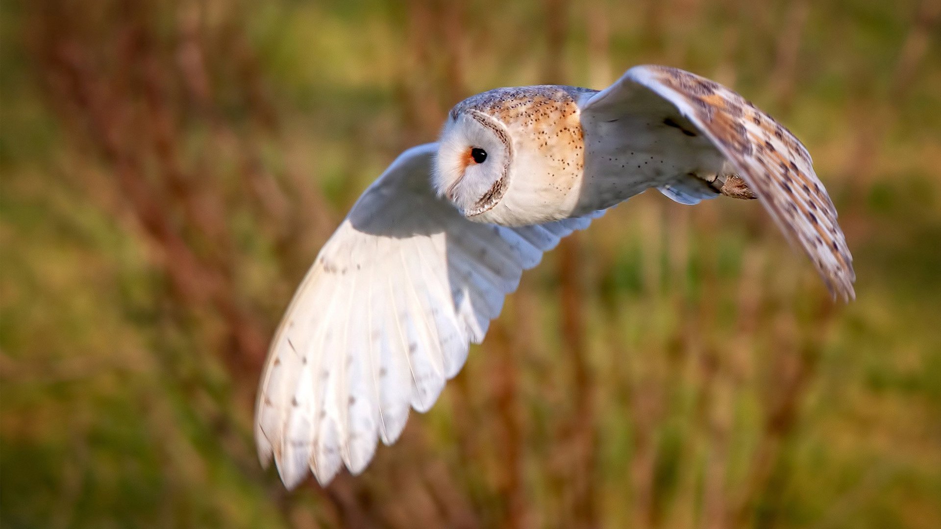 锋与盾的哲学,弗拉霍维奇的爆发与伊拉克的锁链防守