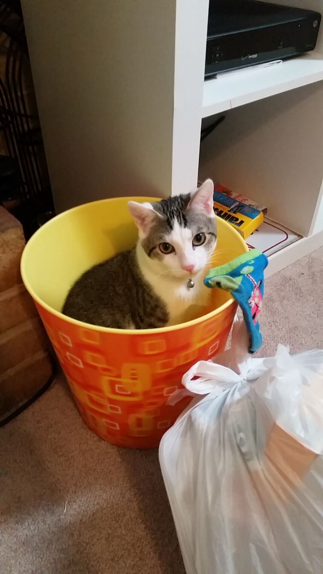 黑金逆袭!撕裂绿衫神话,当库兹马把不可能钉在北岸花园的地板上