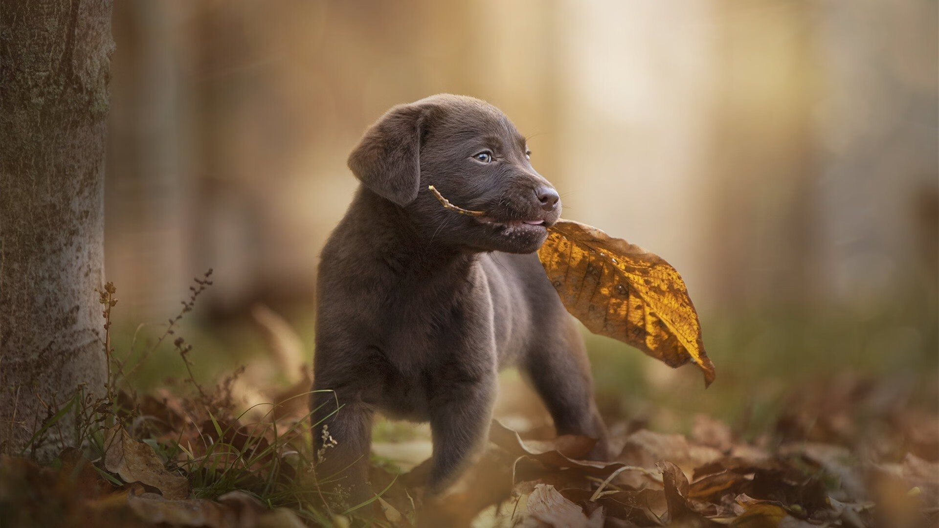 锡安闪耀京城夜，助北京队击退广厦迎关键胜利