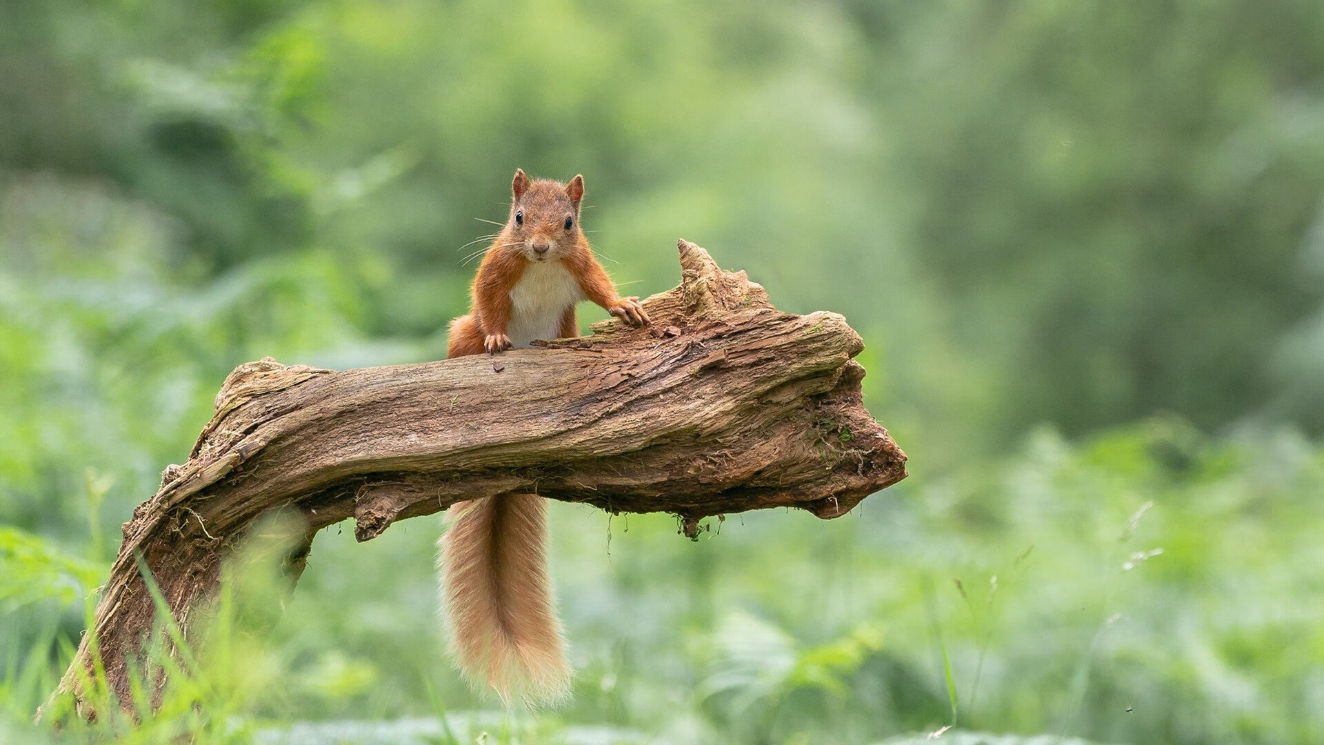 暴雨中绽放的沙漠玫瑰，托尼在巴拉圭对阵突尼斯的里程碑之战