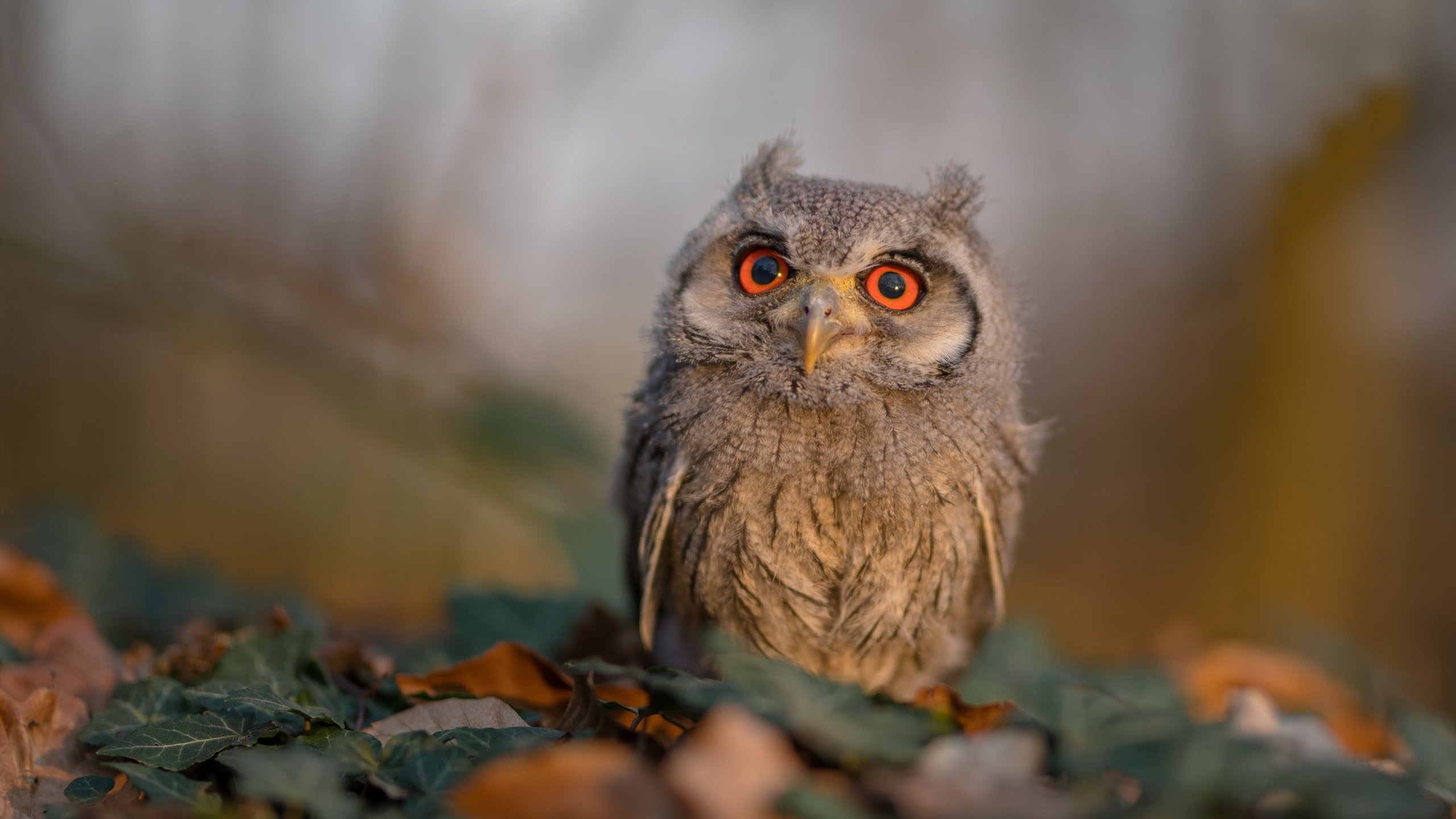 克瓦拉茨赫利亚的魔法VS皇家社会的机器，个人英雄主义与团队铁律的时代交锋